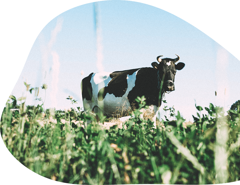 A black and white cow standing in a grassy field, providing fresh milk for JB Syrups to create delicious milkshakes.